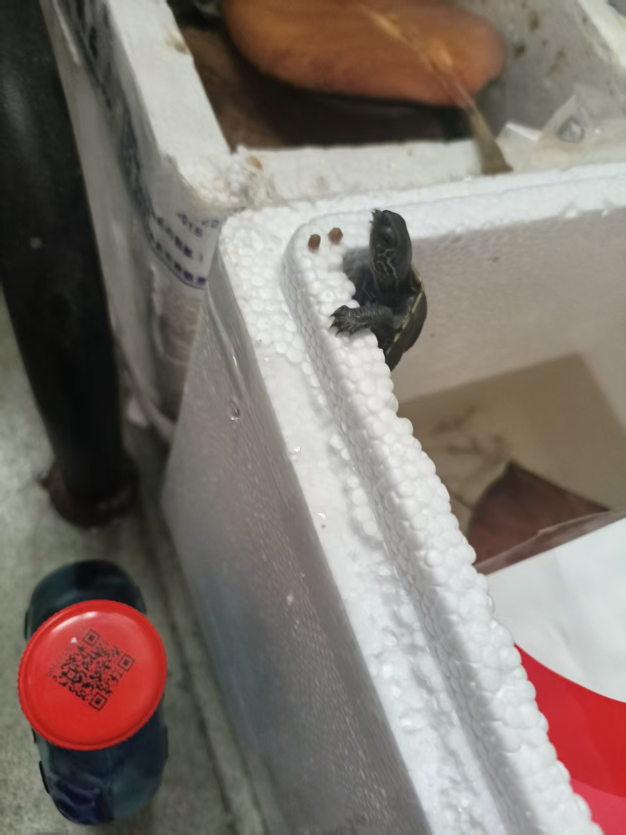 刚到的小龟 图3